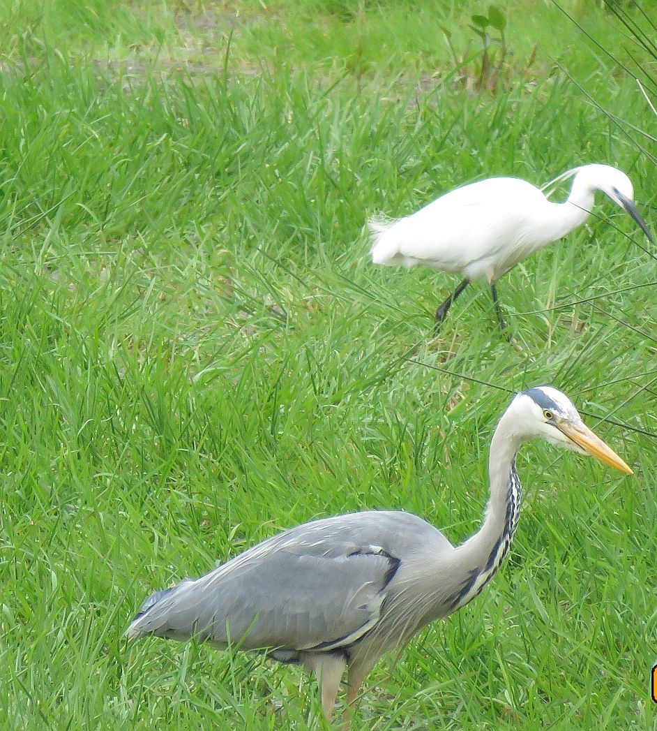 Grey Heron & Little Egret